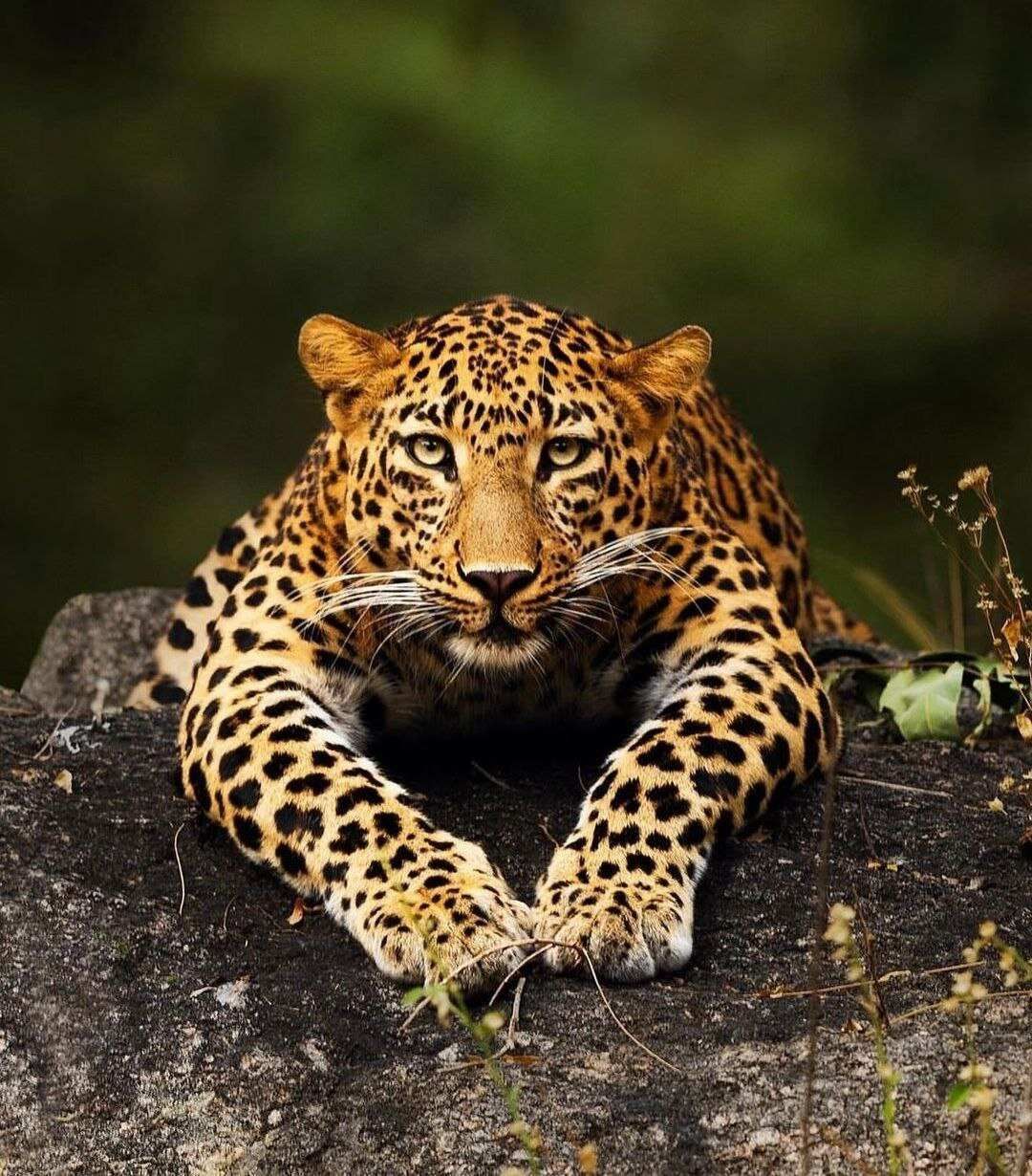 Сафари Яла забираем из любого города Шри-Ланки (5/9)