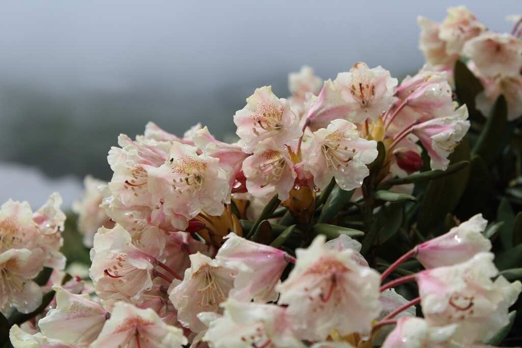 К цветущим рододендронам! (2/19)