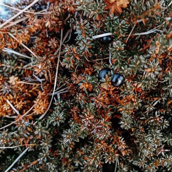 Териберка - Северное Сияние, Океан, Киты. (42/70)