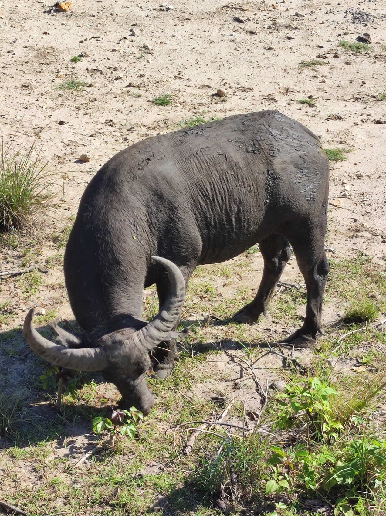 Этнотрип на Флорес и Комодо (6/79)