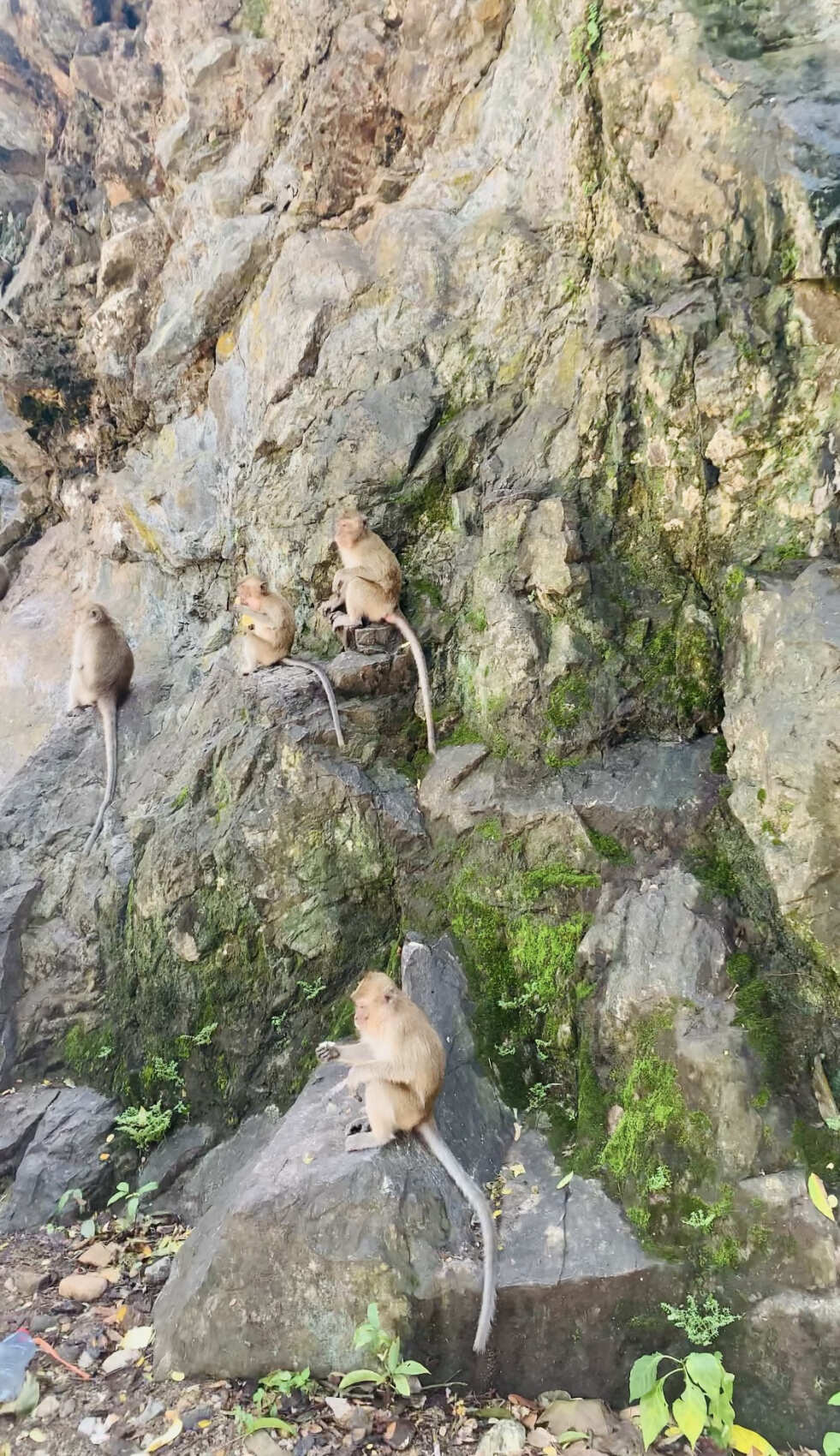 Путешествие на необитаемые острова архипелага Phi Phi. Сноркелинг с черепахами (39/41)