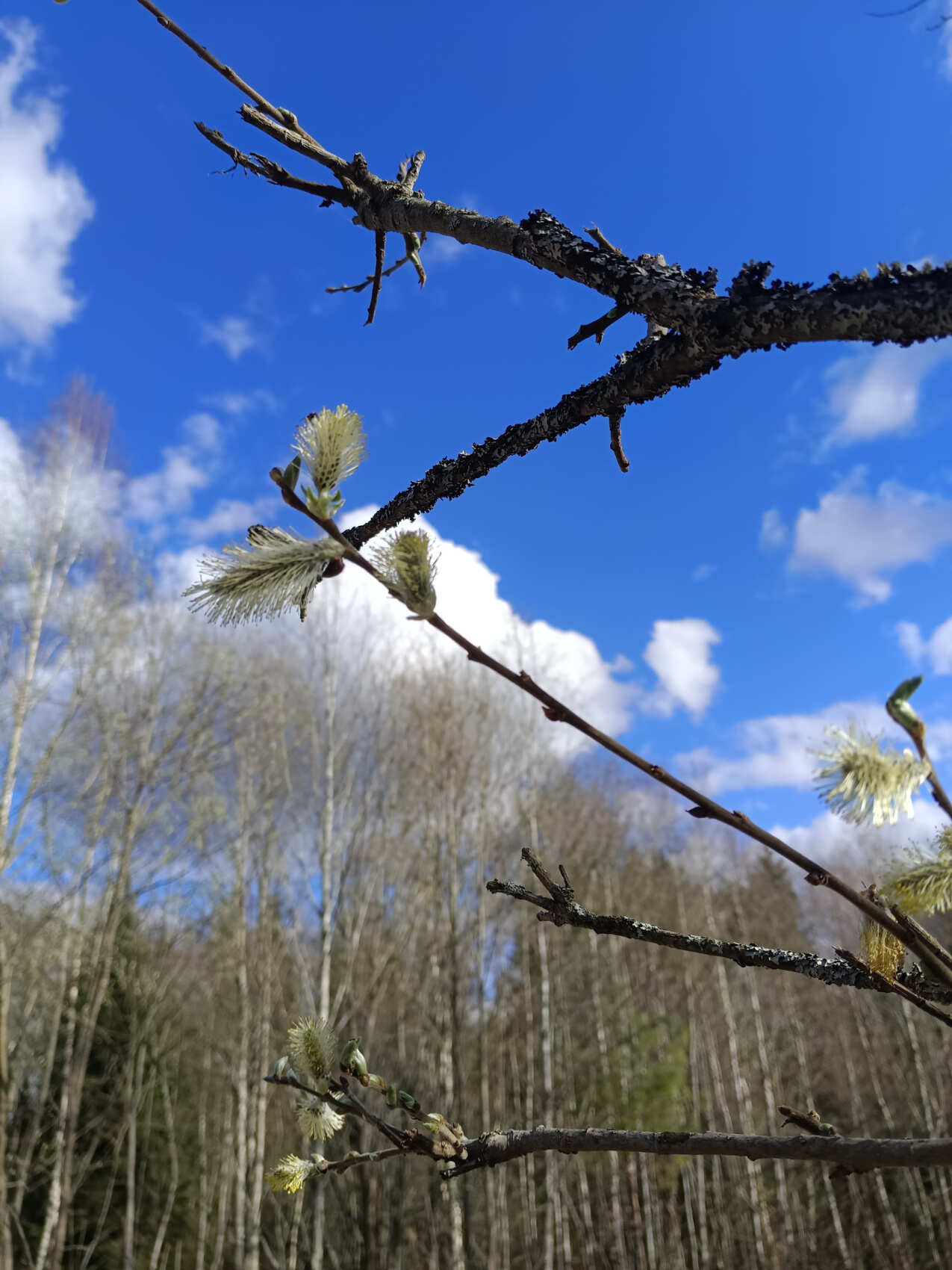 Сплав по реке Дёржа (Тверская обл.) на байдарках (1 день) (28/30)