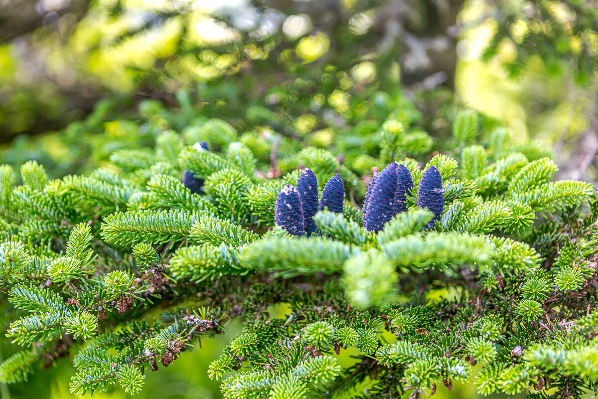 Сахалин, Итуруп, Шикотан и Кунашир с вулканом Тятя. Путешествие на другую планету (29/271)