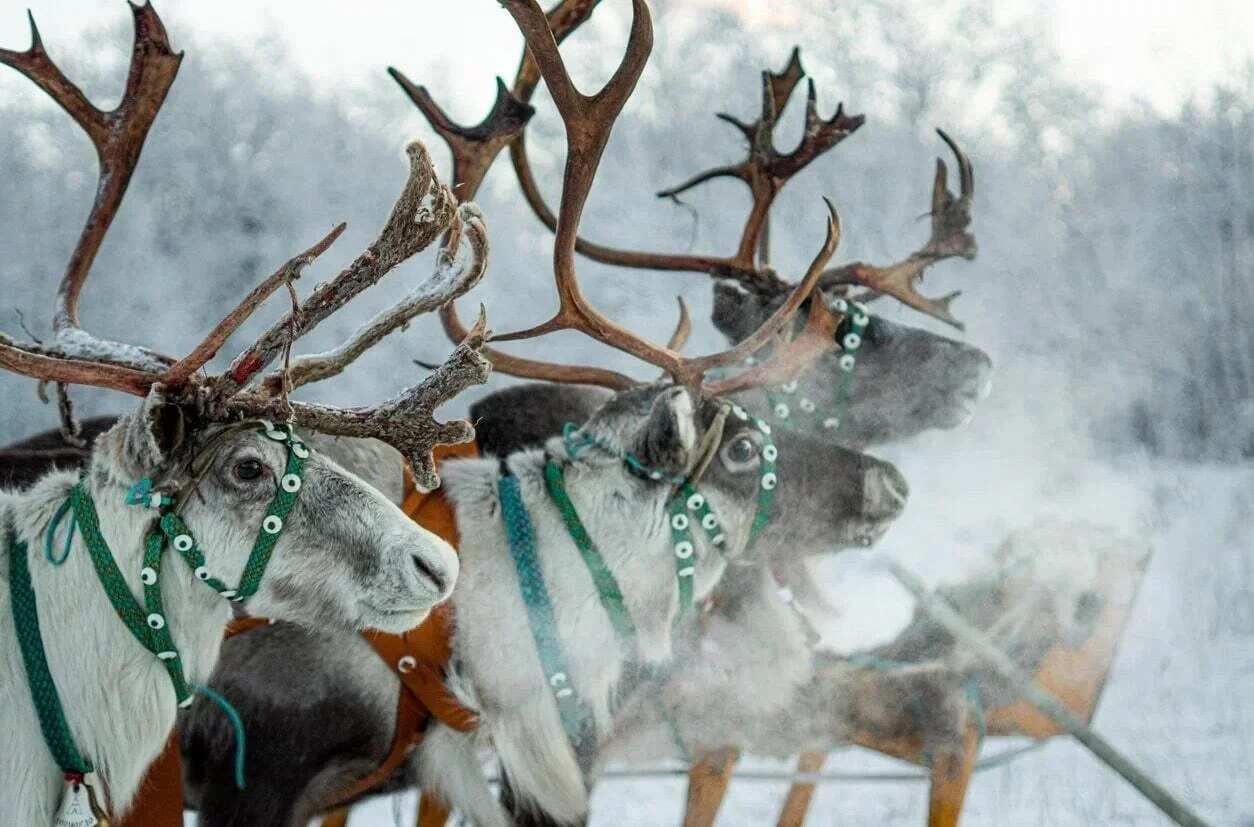 Саамские мотивы. Этнический парк