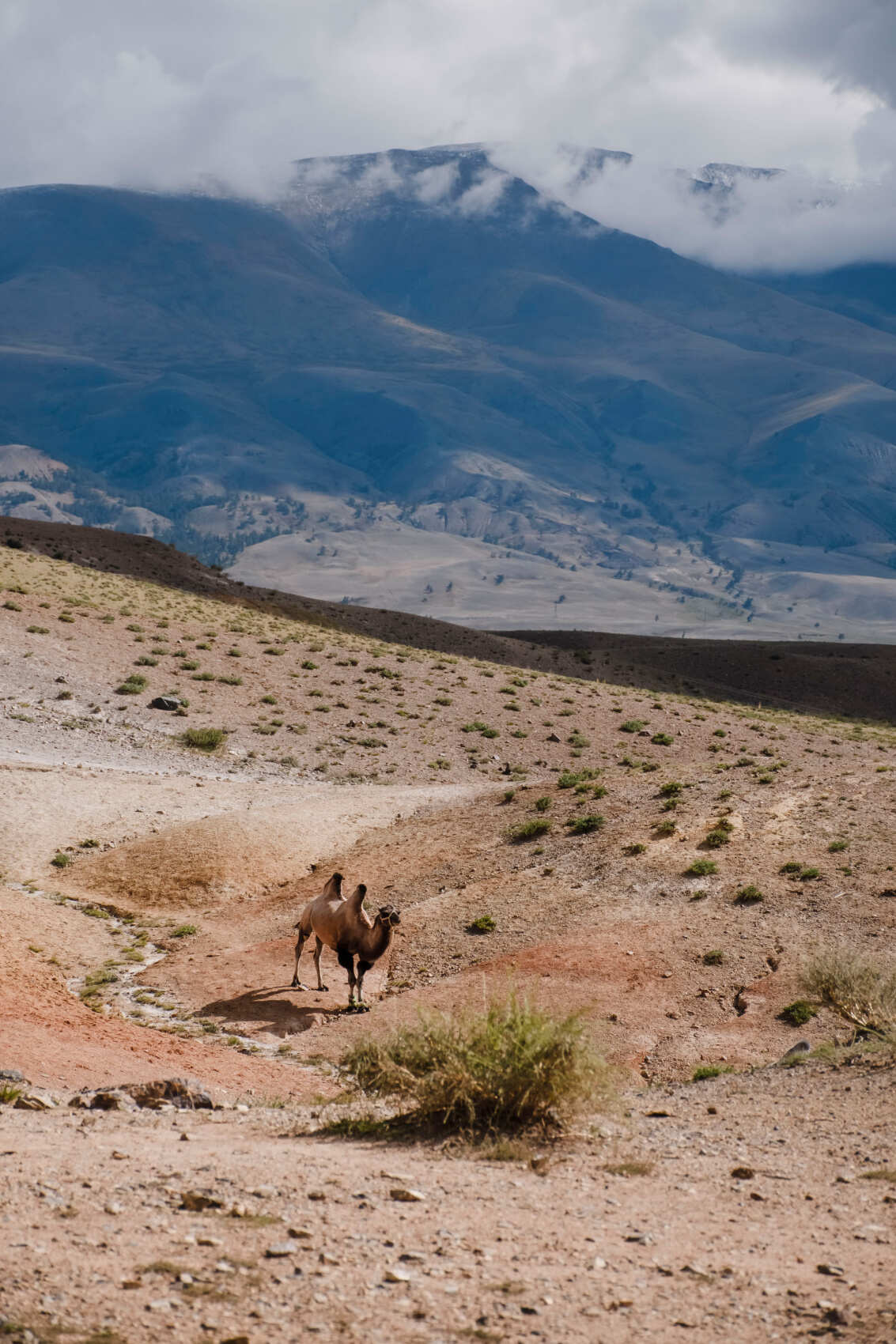  Комфорт-тур по Алтаю: яркое лето 2026 (14/48)