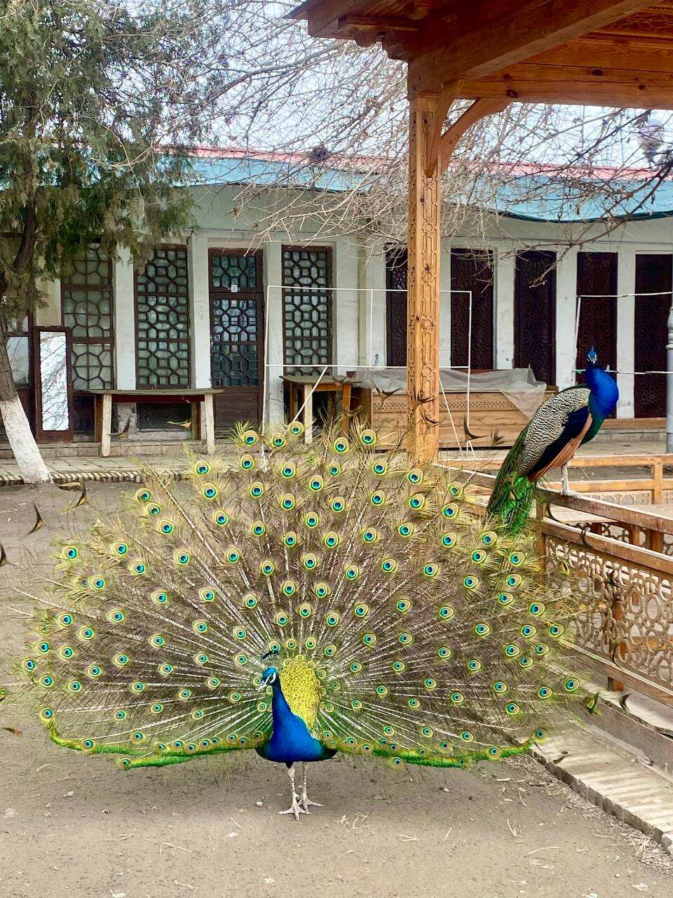 УЗБЕКИСТАН+ТАДЖИКИСТАН (+ карта Visa): КОМФОРТНОЕ ПУШЕШЕСТВИЕ  (11/56)