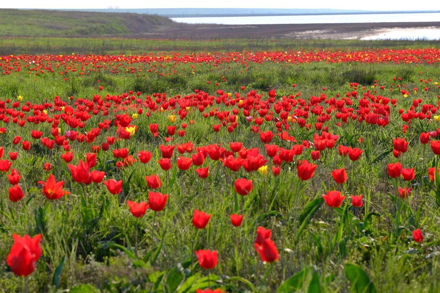 Русский Тибет - ЭЛИСТА (1/16)