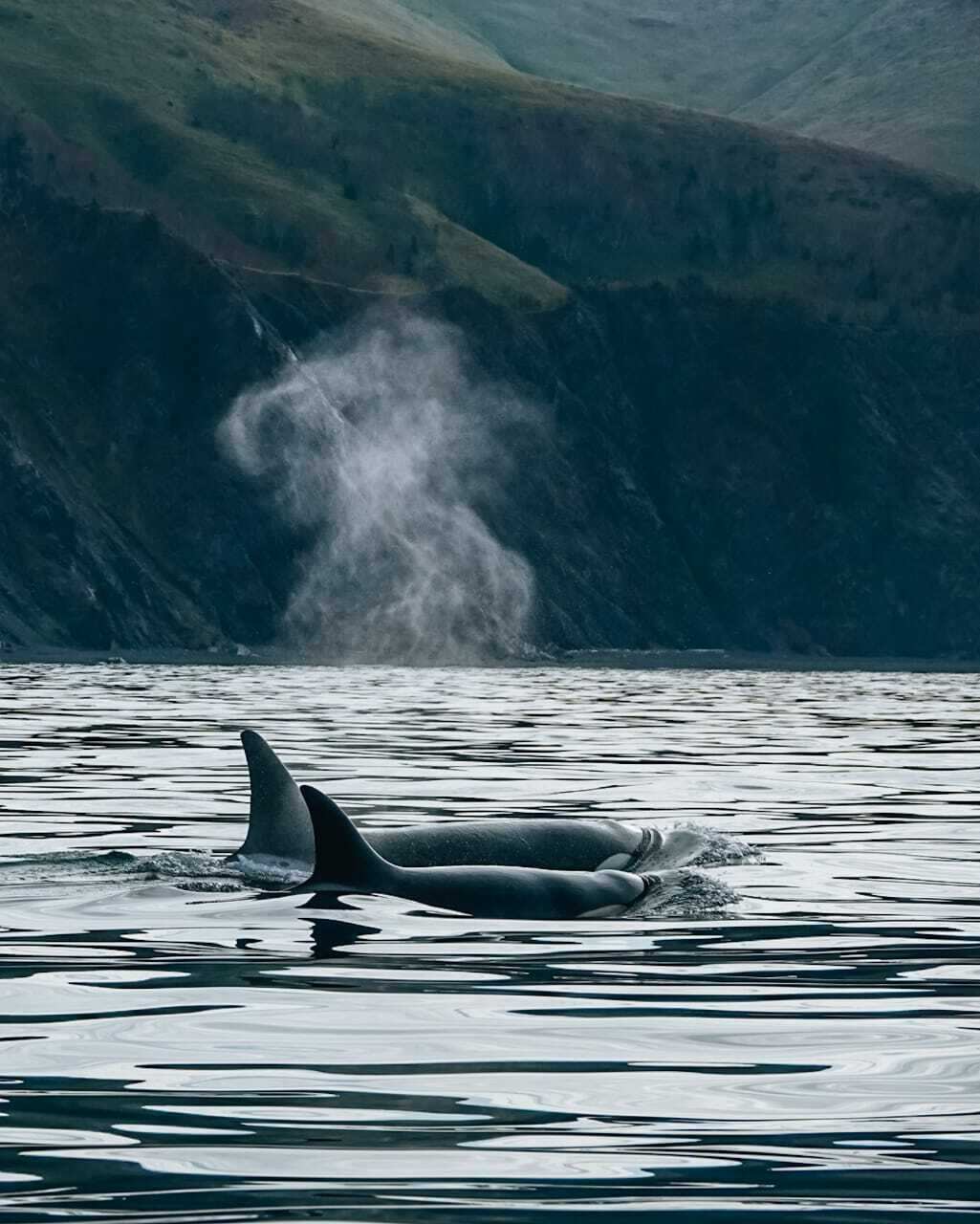 Путешествие по мысам и бухтам Сахалина (7/29)