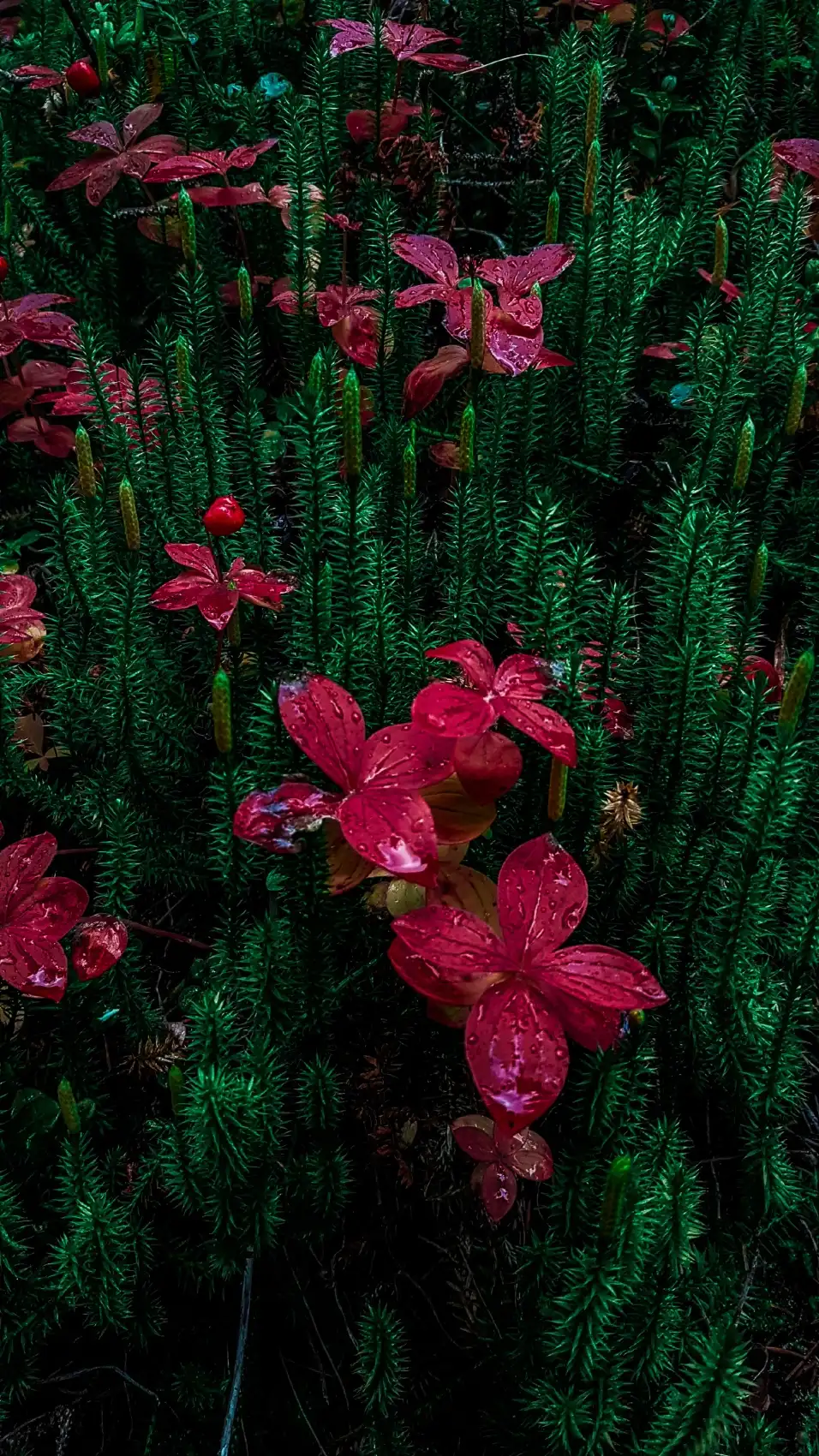 Ловозерские тундры (7/34)