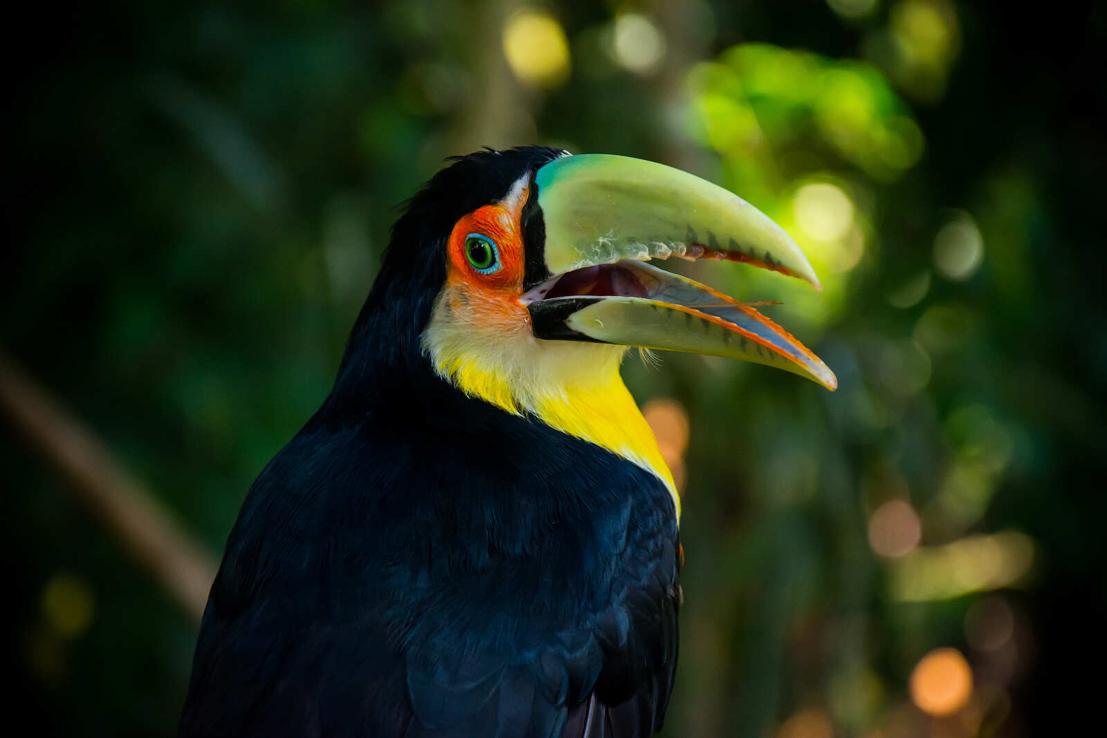 Карнавал В Бразилии(Уже Включены Перелеты По Программе!) (4/54)