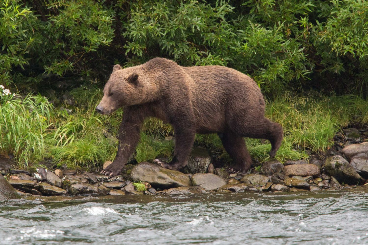 Открытие Камчатки за 10 дней (7/39)