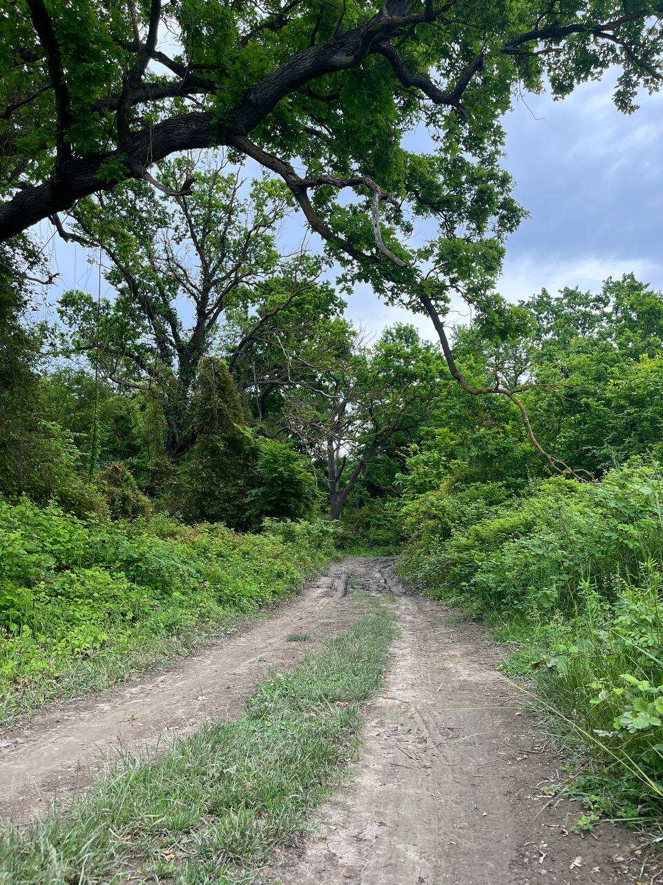 Самурский лес (6/8)