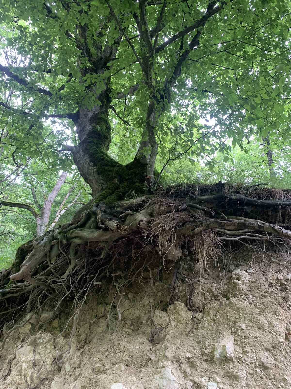Пешая экскурсия по Дилижанскому национальному парку (5/20)