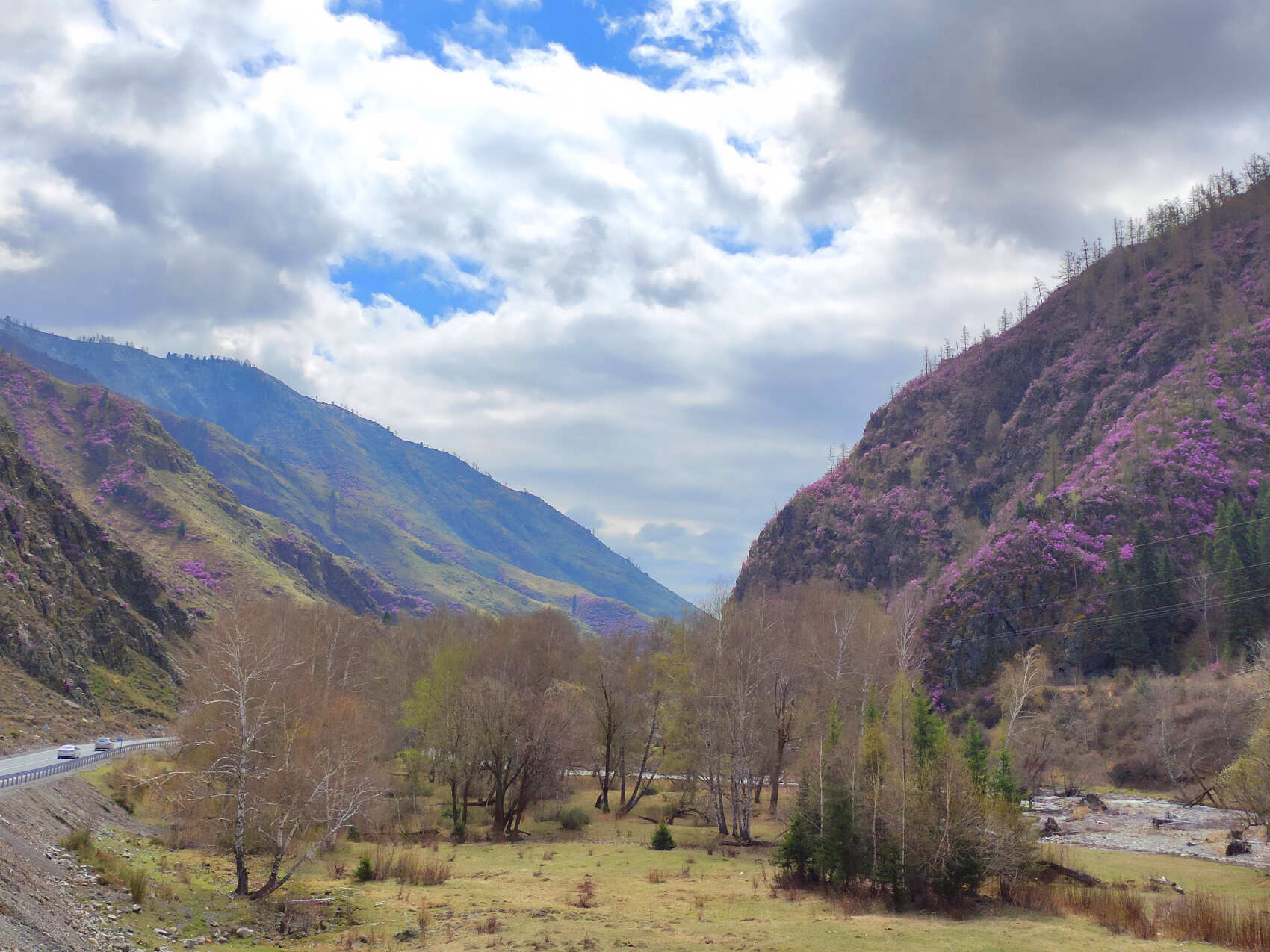ВЕСЬ АЛТАЙ: пока цветёт алтайская сакура (17/38)
