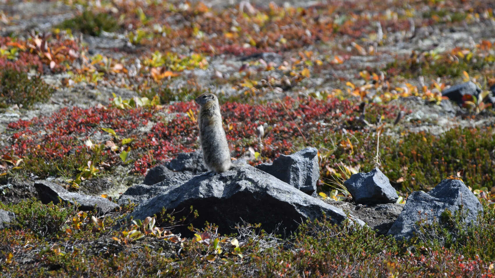 Джип-тур к Авачинскому вулкану (гора Верблюд). (6/9)