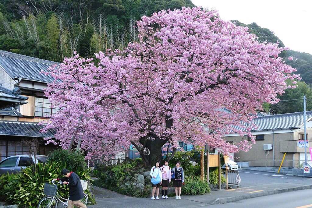 Цветение сакуры в Японии + оформление визы в подарок (9/37)