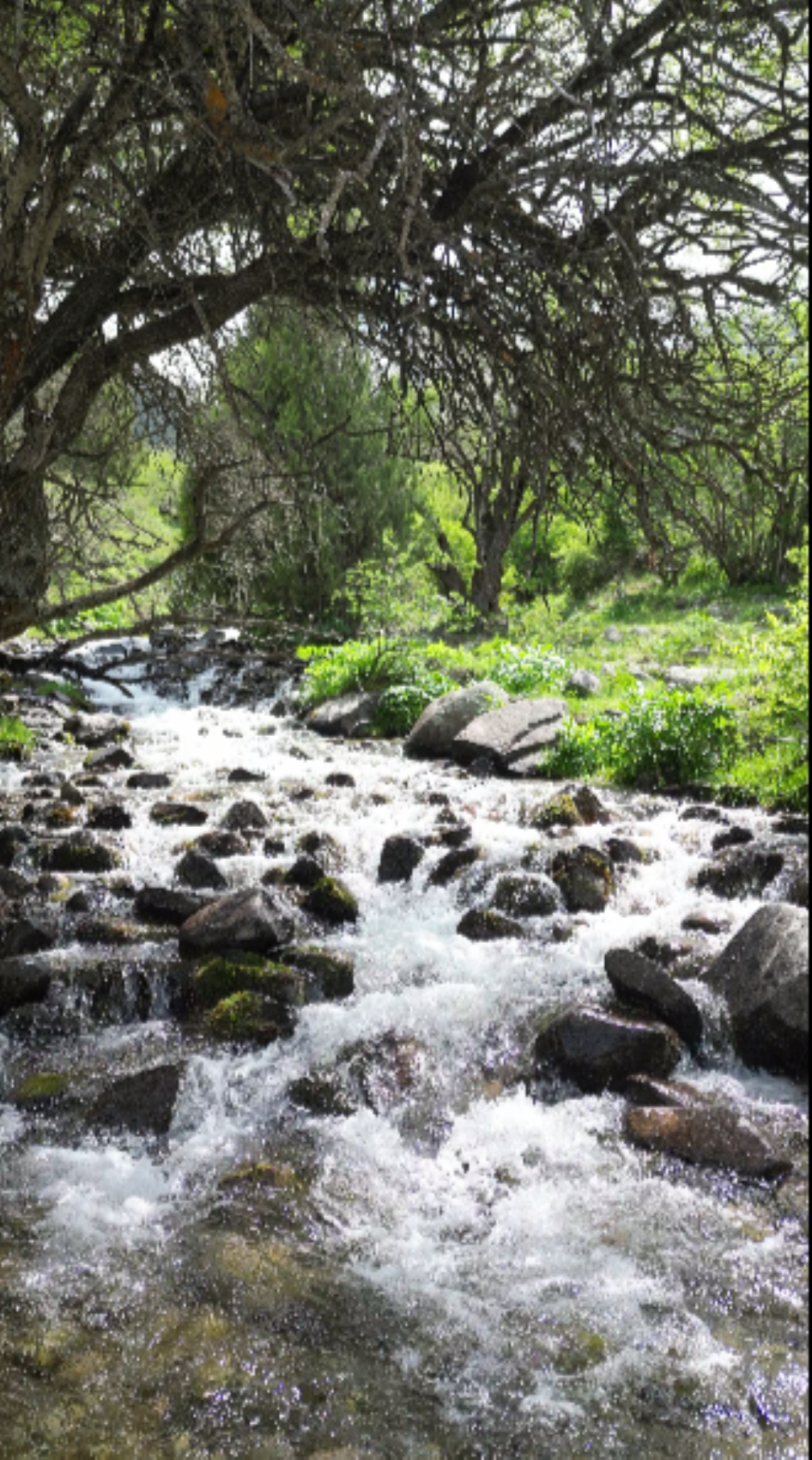 В сердце природы и пикник с видом на вершины (7/8)