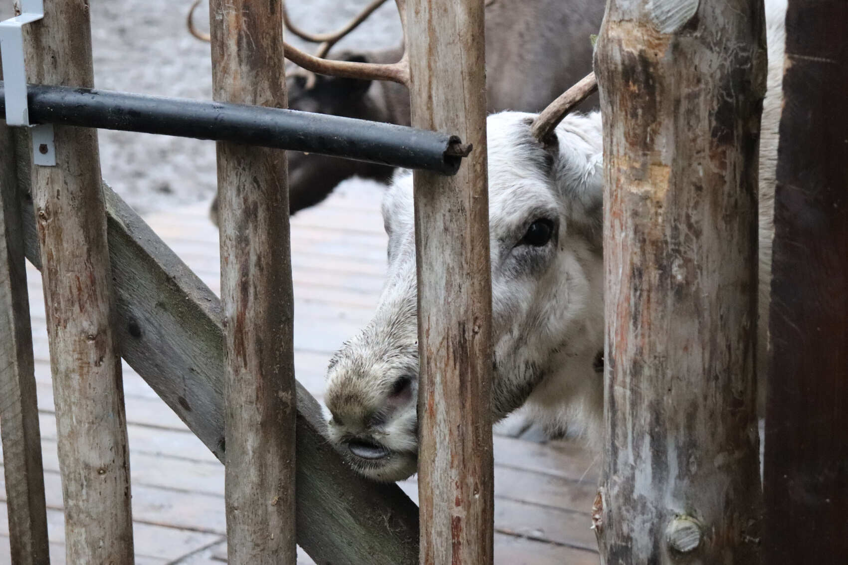 Сказка Севера: эко-отель в лесу + 3 экскурсии (5/33)