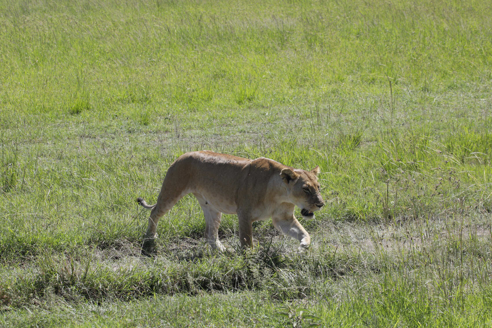 Четырехдневное сафари по сердцу Кении (4/18)