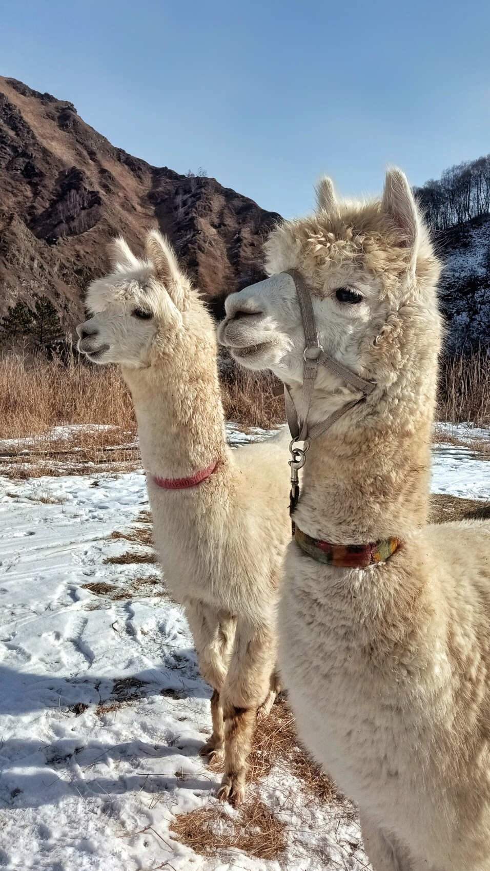 Индивидуальная поездка на ферму альпак — День с плюшевыми милашками (8/18)