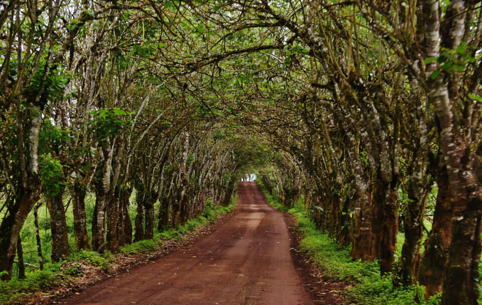 8-дневный тур по Галапагосским островам (Санта-Круз — остров Исабела — Сан-Кристобаль) (5/7)