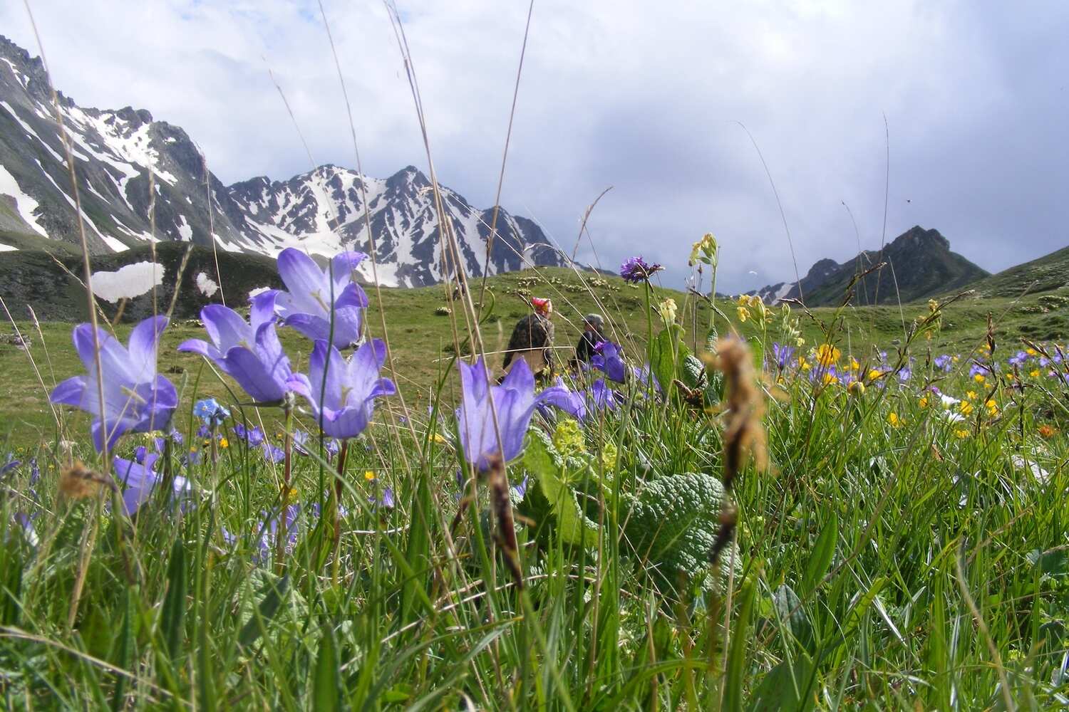 К цветущим рододендронам! (8/19)