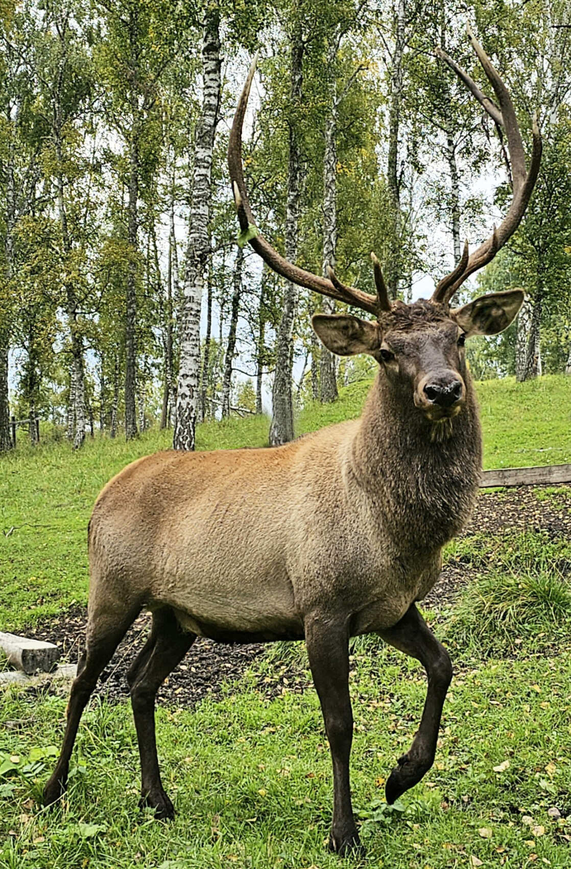 Золотое кольцо Алтая+ Актру. Индивидуальный Вип-тур. (69/121)