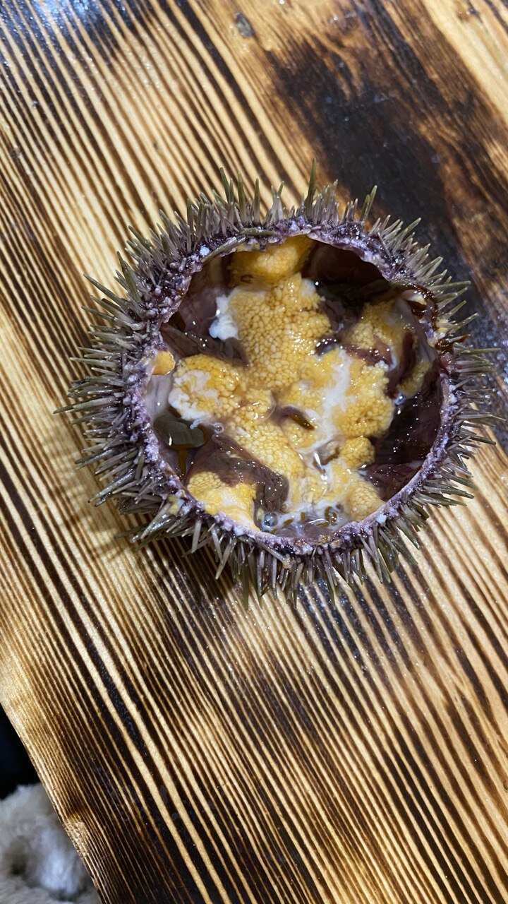 Арктика: северное сияние, норвежские пейзажи, хаски и олени (11/20)