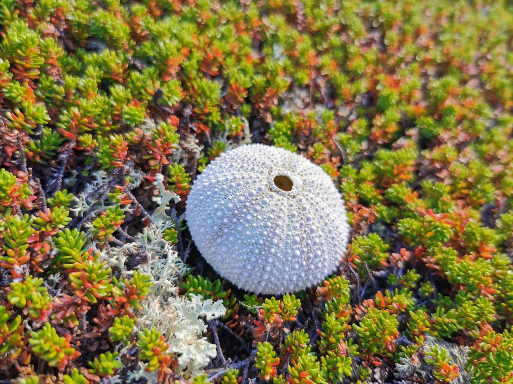 Териберка, Дальние Зеленцы и морское путешествие в поисках китов (6/22)