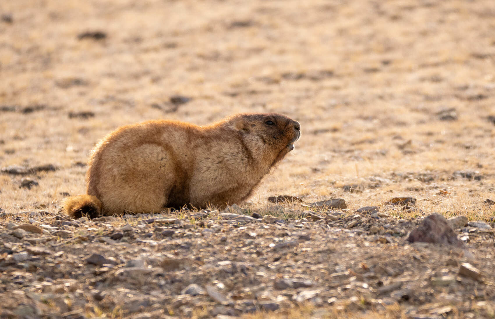 Алтайские дебри: тур с офф-роуд (2/25)