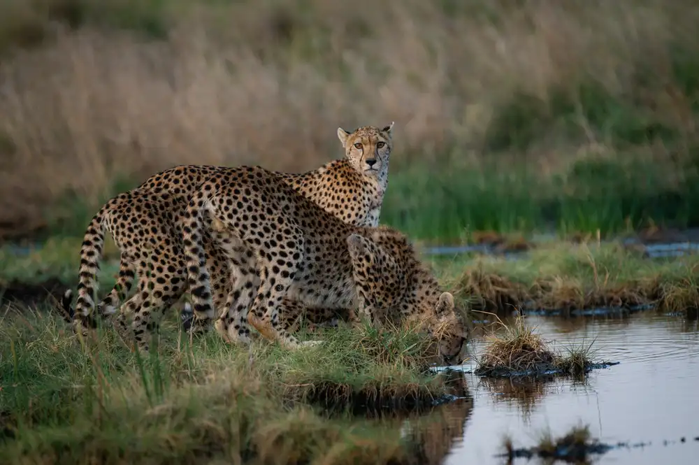 5-дневный сезон отёла миграционного сафари в Серенгети (6/10)