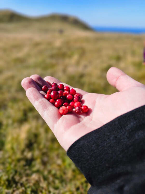 2 острова: Шикотан - Кунашир (16/30)