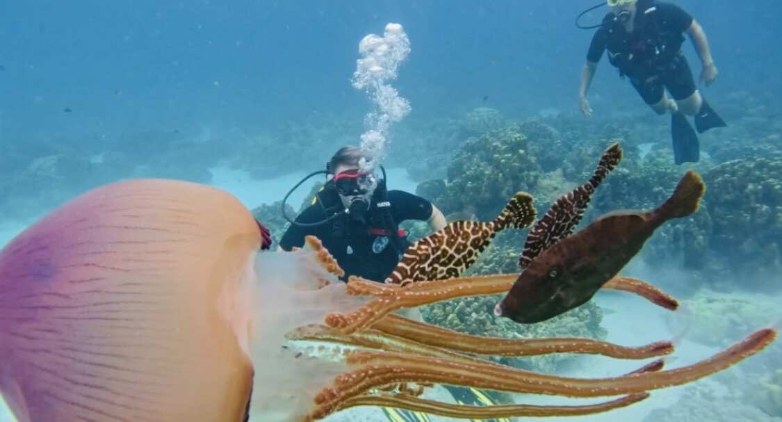 Дайвинг с индивидуальным инструктором. Для Новичков и профессионалов (7/50)