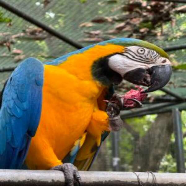 Сокровище Маврикия-Горбатые Киты И Кашалоты (23/52)