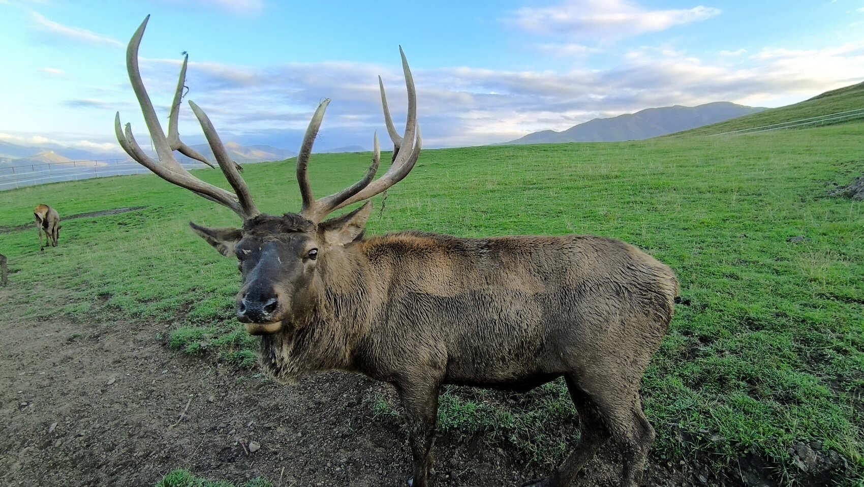 К оленям в аул Кулушац в Дагестан (8/14)