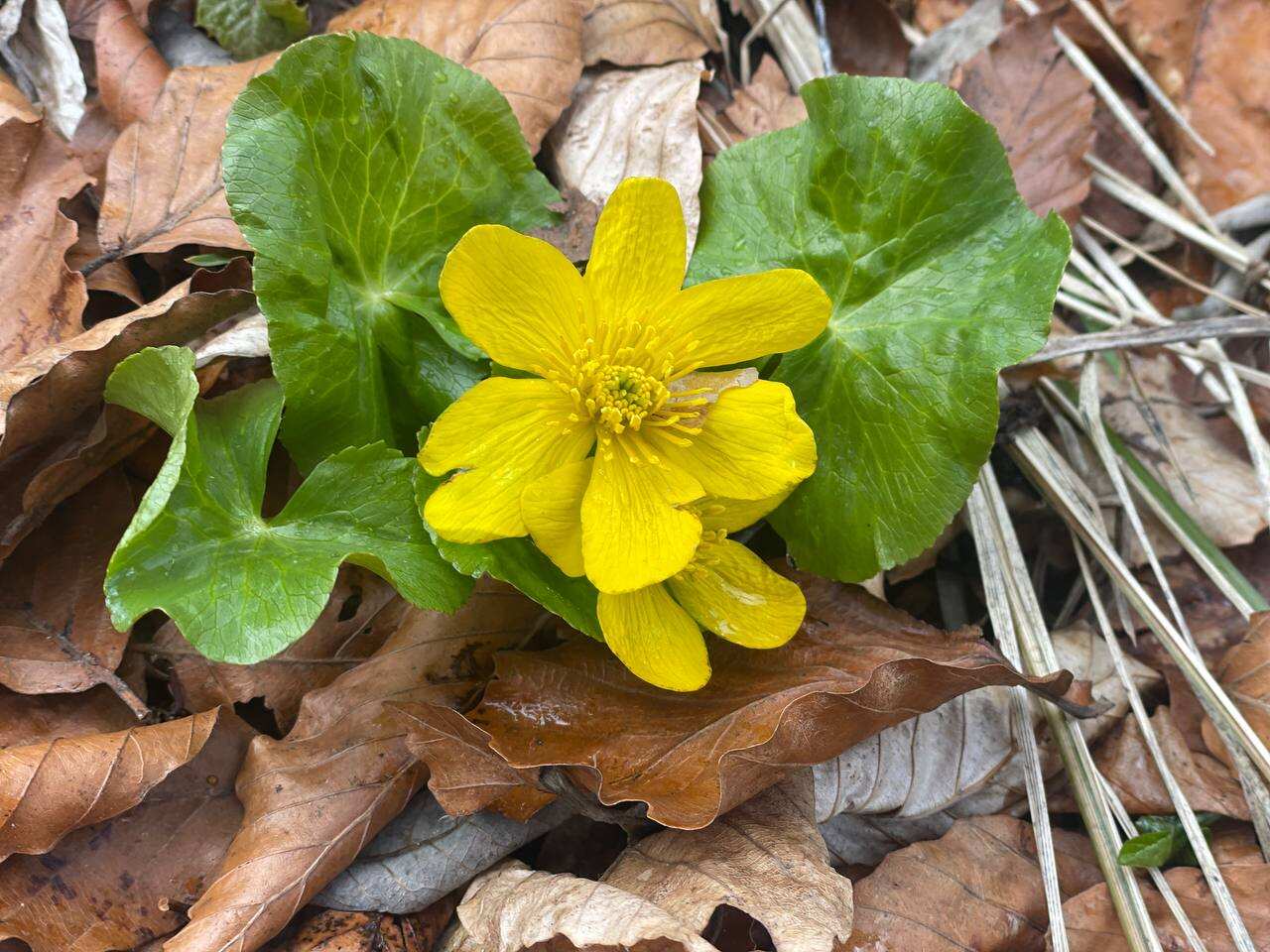 Йога трекинг тур в Северную Осетию (16/44)