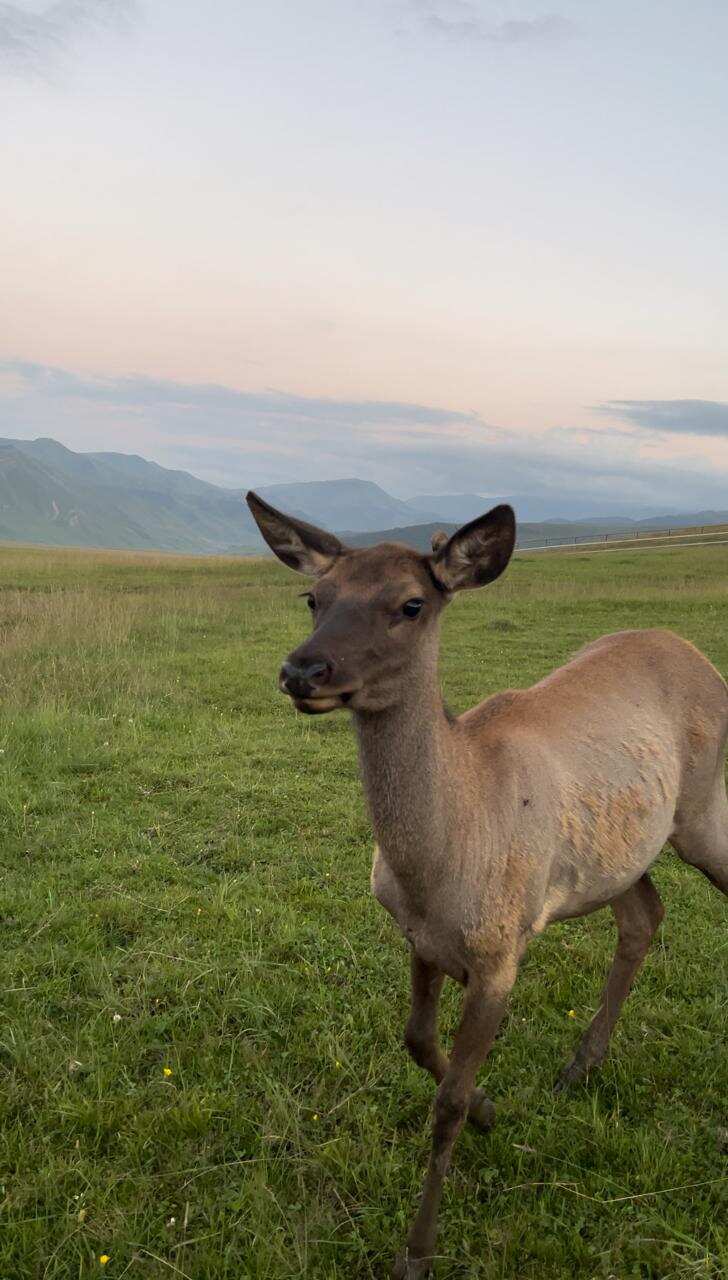 К оленям в аул Кулушац в Дагестан (4/14)