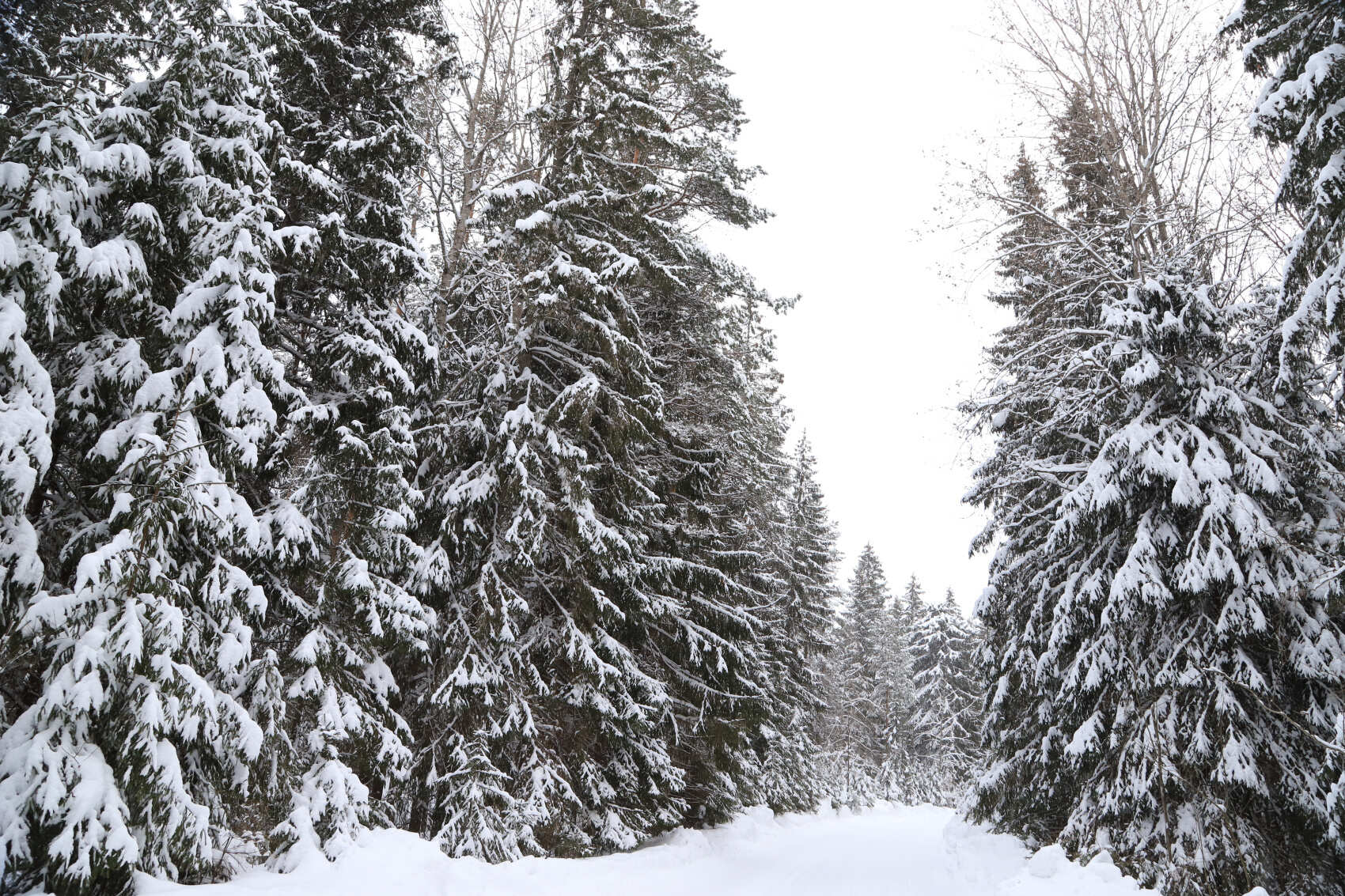 Лыжи и Спа. Однодневный выезд под Выборгом (4/16)