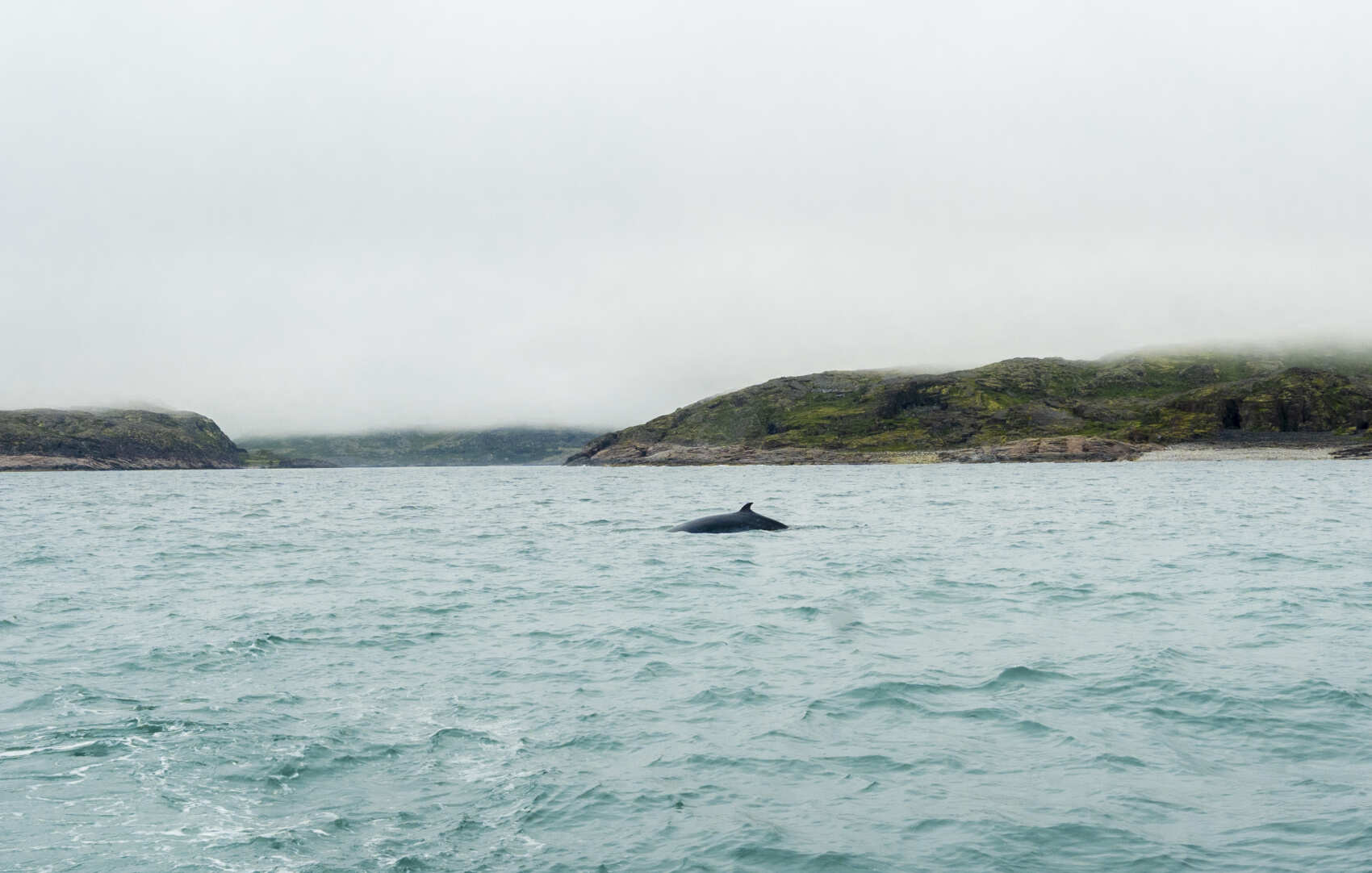За китами под яркие огни Авроры. Лайт программа