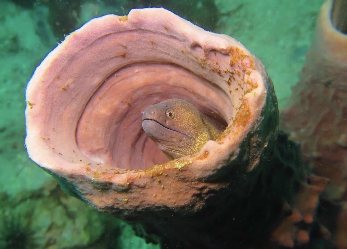 Дайвинг с индивидуальным инструктором. Для Новичков и профессионалов (11/50)