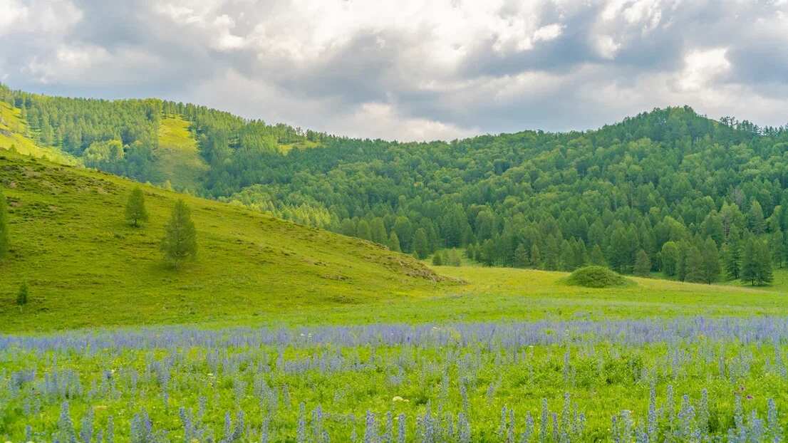 Треккинг к подножию Белухи налегке, с конным сопровождением (45/69)