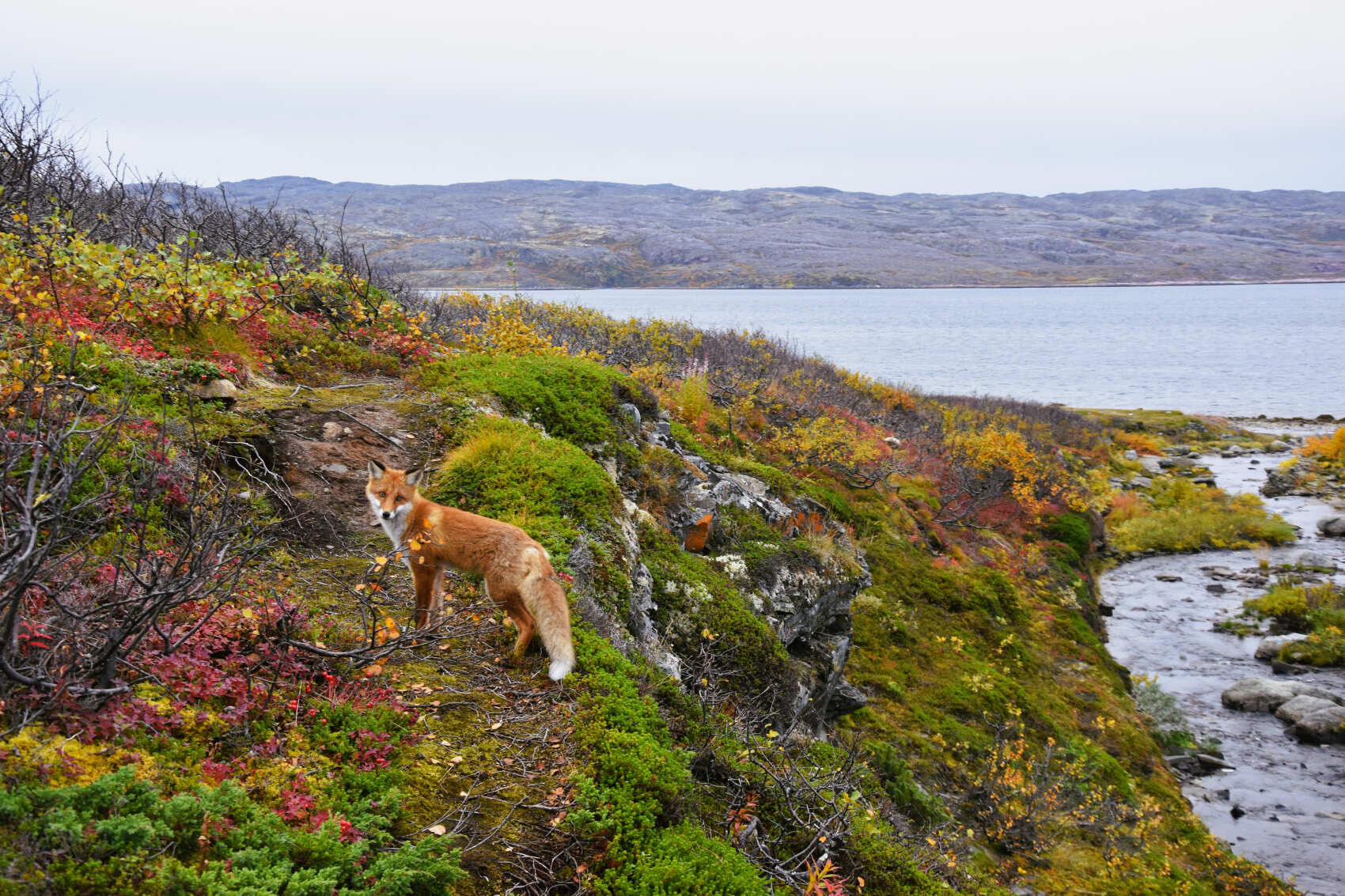 Полуостров Средний и Рыбачий. Поход вдоль Баренцева моря (4/29)