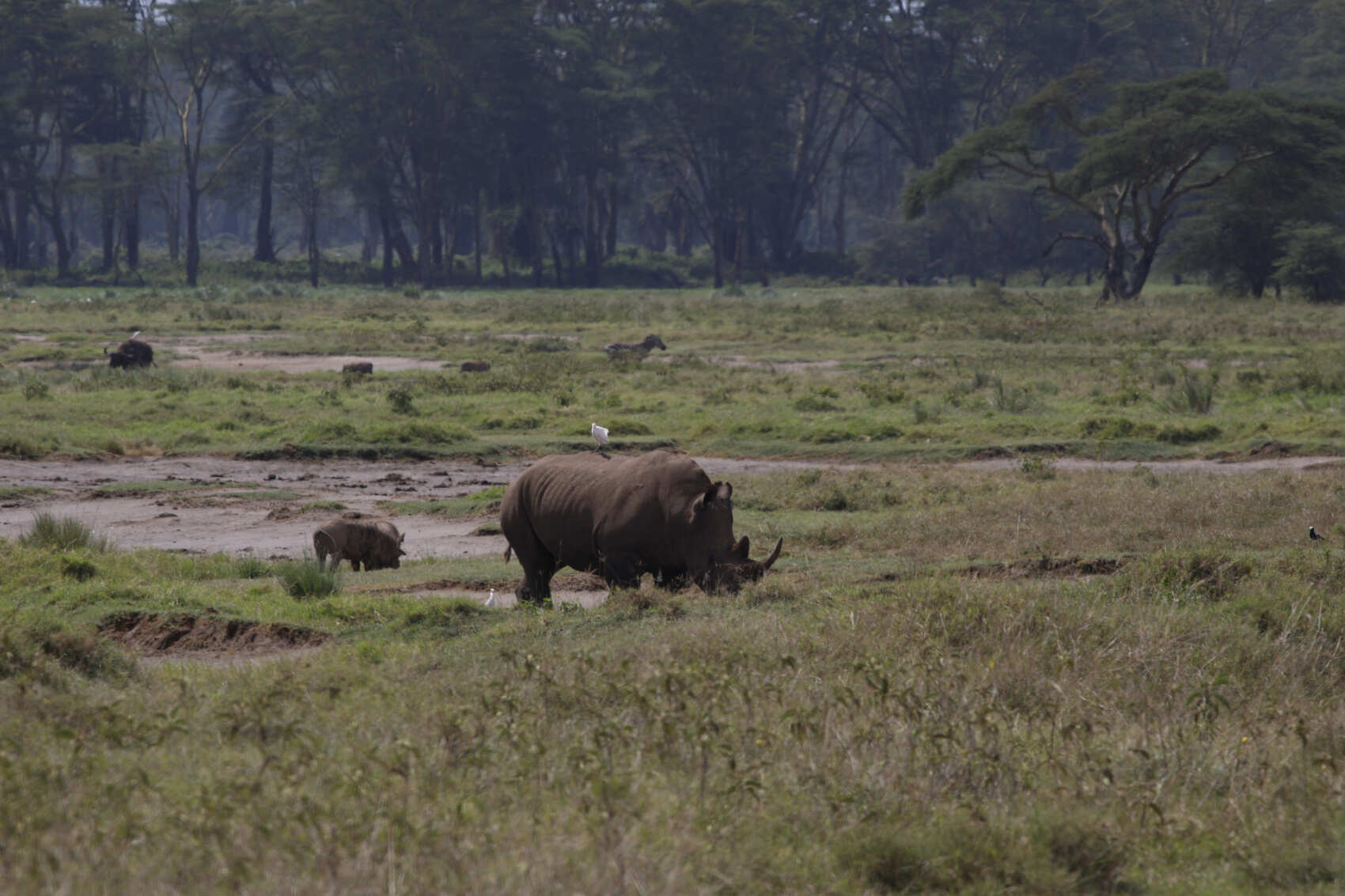 Четырехдневное сафари по сердцу Кении (2/18)