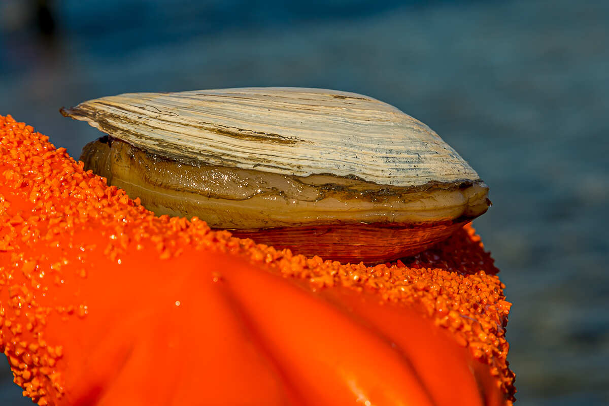 Перезагрузка на Итурупе. Путешествие на другую планету (3/171)