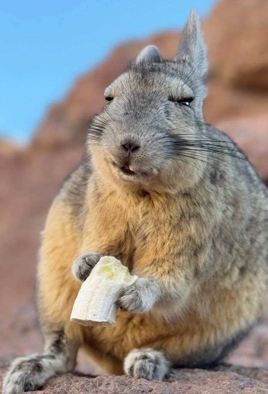 Древние цивилизации Перу, Боливии и Чили, Мачу Пикчу (9/59)