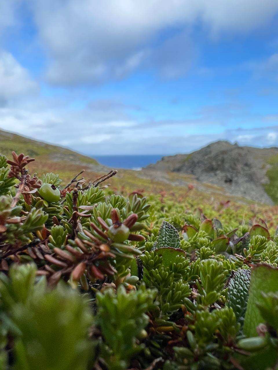 Рыбачий-Премиум 2.0: киты + джипинг + безлимит морепродуктов (по запросу, для готовых групп) (4/31)