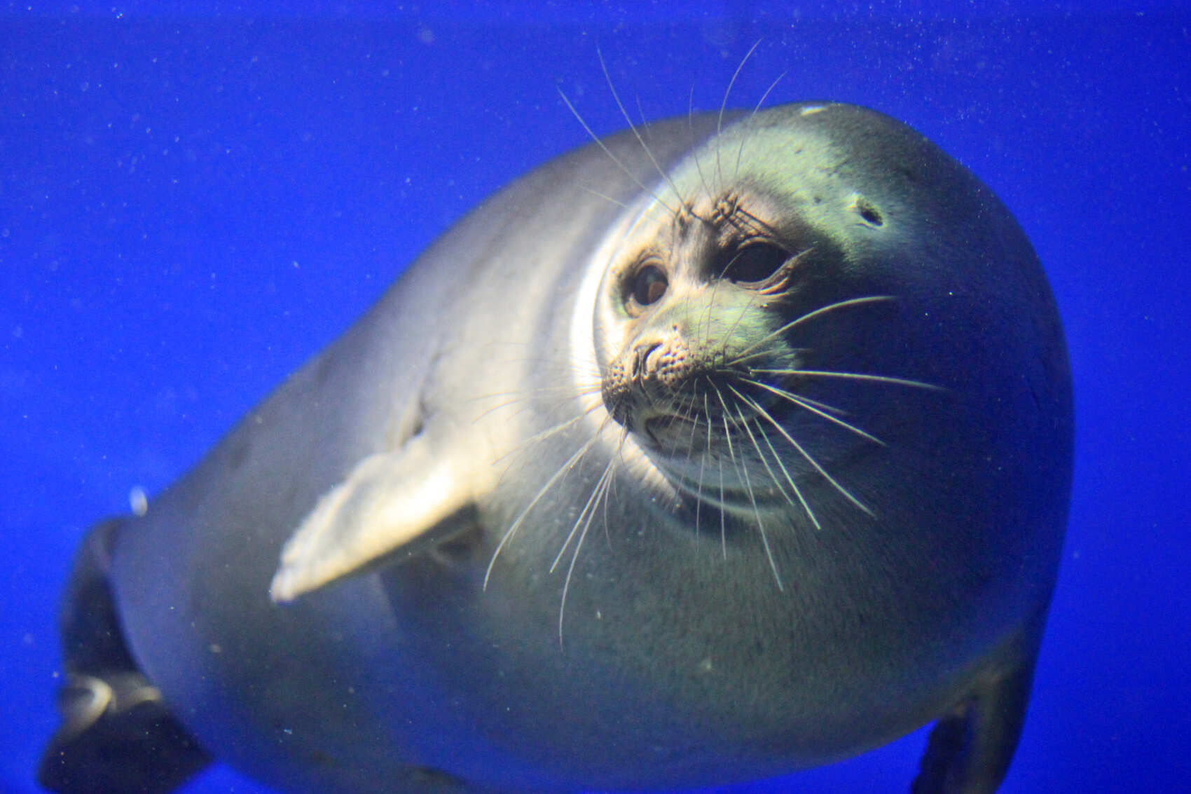 Легенды суперхитов Байкала (комфорт): Аршан, Листвянка, Кбжд и Иркутск (24/86)