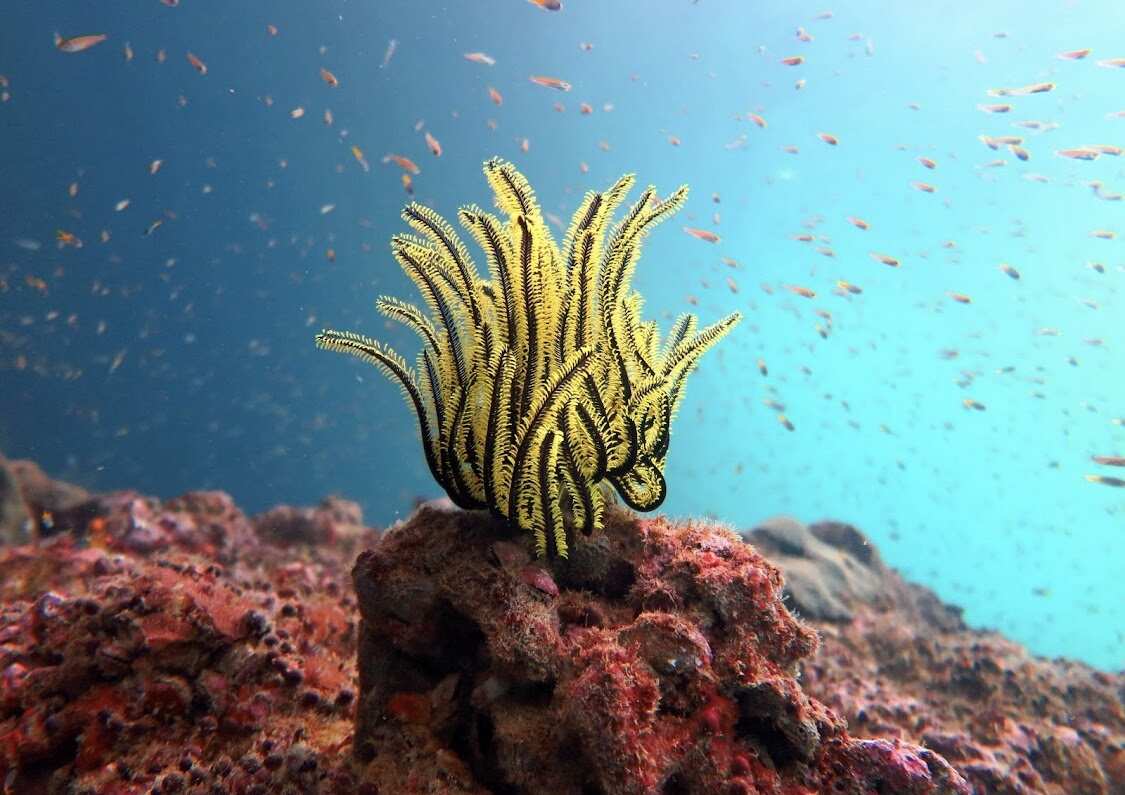 Дайвинг с индивидуальным инструктором. Для Новичков и профессионалов (20/50)