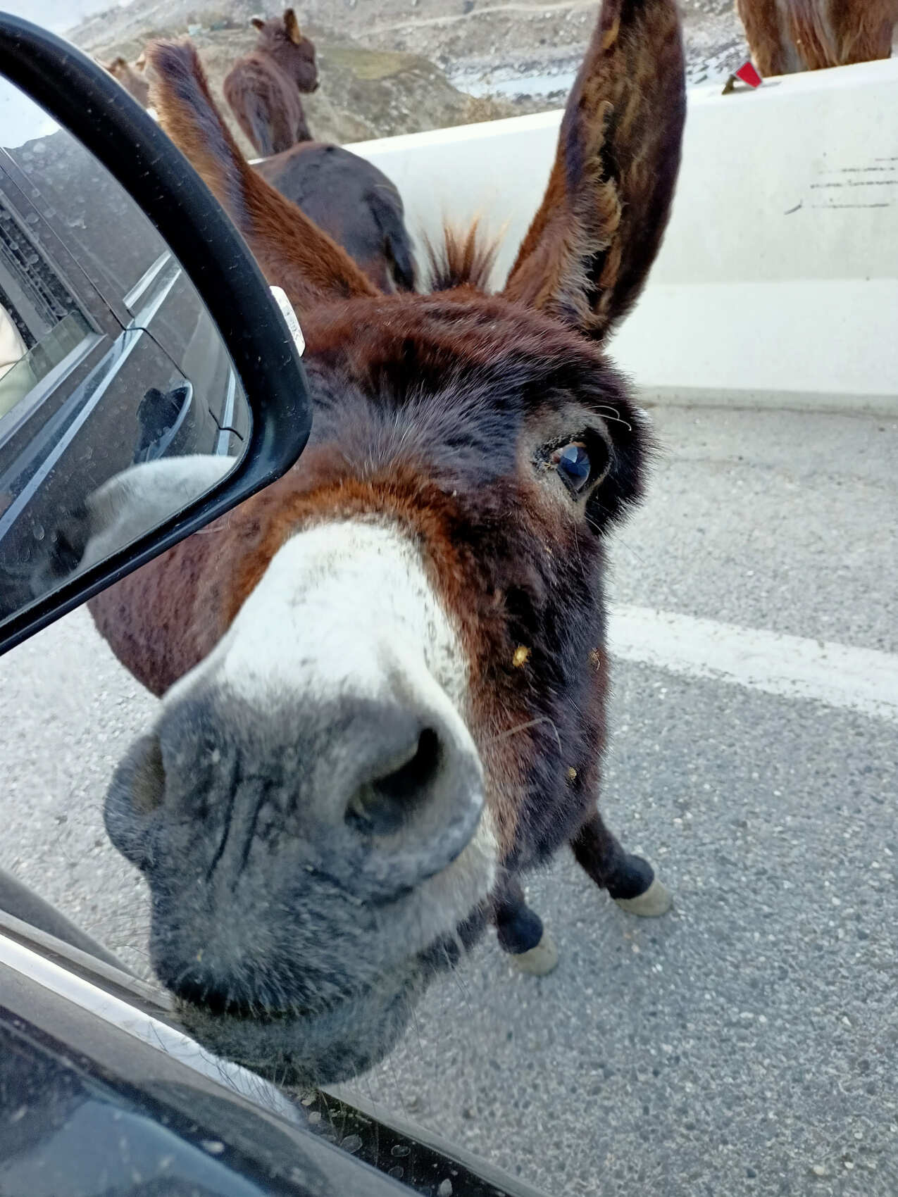 Язык тролля и голубые озера В.Балкарии (цена на машину) (3/7)