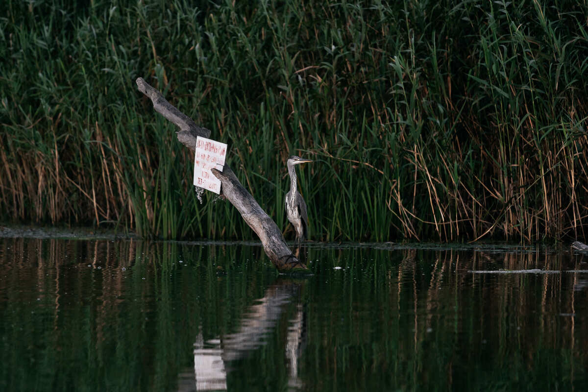Цветение Лотосов В Дельте Волги (5/21)